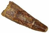 Fossil Spinosaurus Tooth - Real Dinosaur Tooth #329625-1